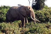 African Elephant  Amboseli Kenya